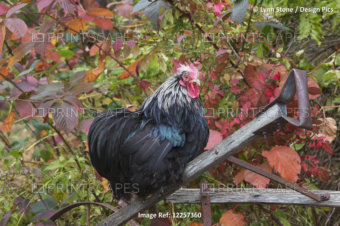Bantam Black Cochin Rooster Perched On Handle Of Old Wooden Plough In Autumn; ...