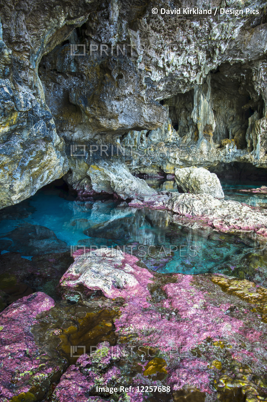 Soft Corals Decorate The Ocean Caves That Line The Nuie Coastline; Niue