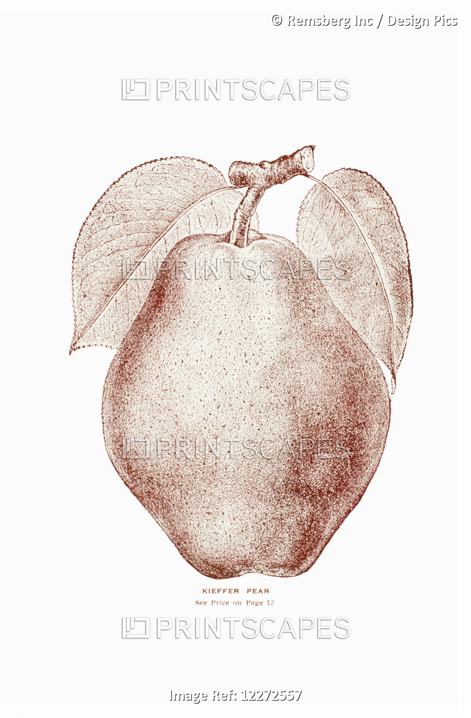 Historic Illustration Of Kieffer Pear From 20th Century.