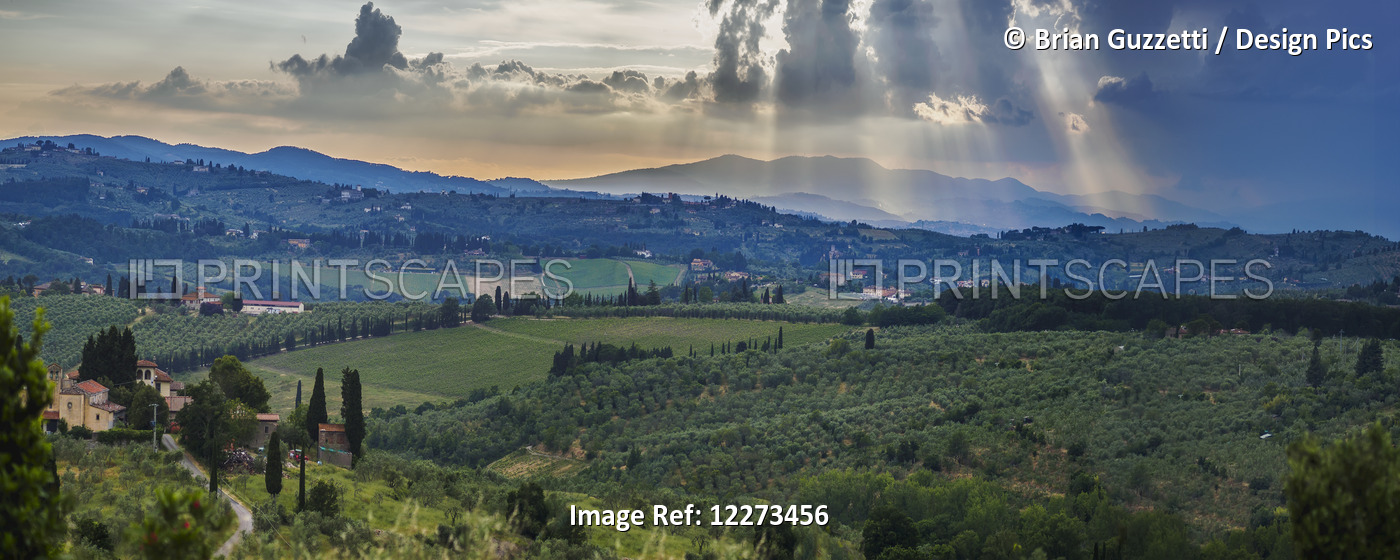 Sunbeams Through The Clouds Over Vineyards; Capanuccia, Florence, Italy