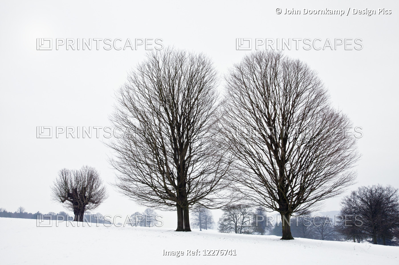 Fan-Shaped Trees, Chatsworth Peak In Winter; Derbyshire, England
