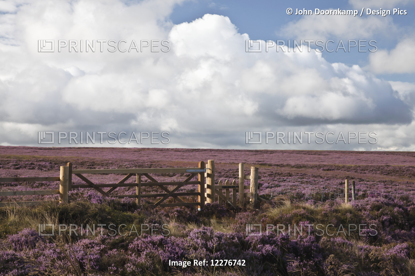 Field Gate And Heather Landscape; Derbyshire, England