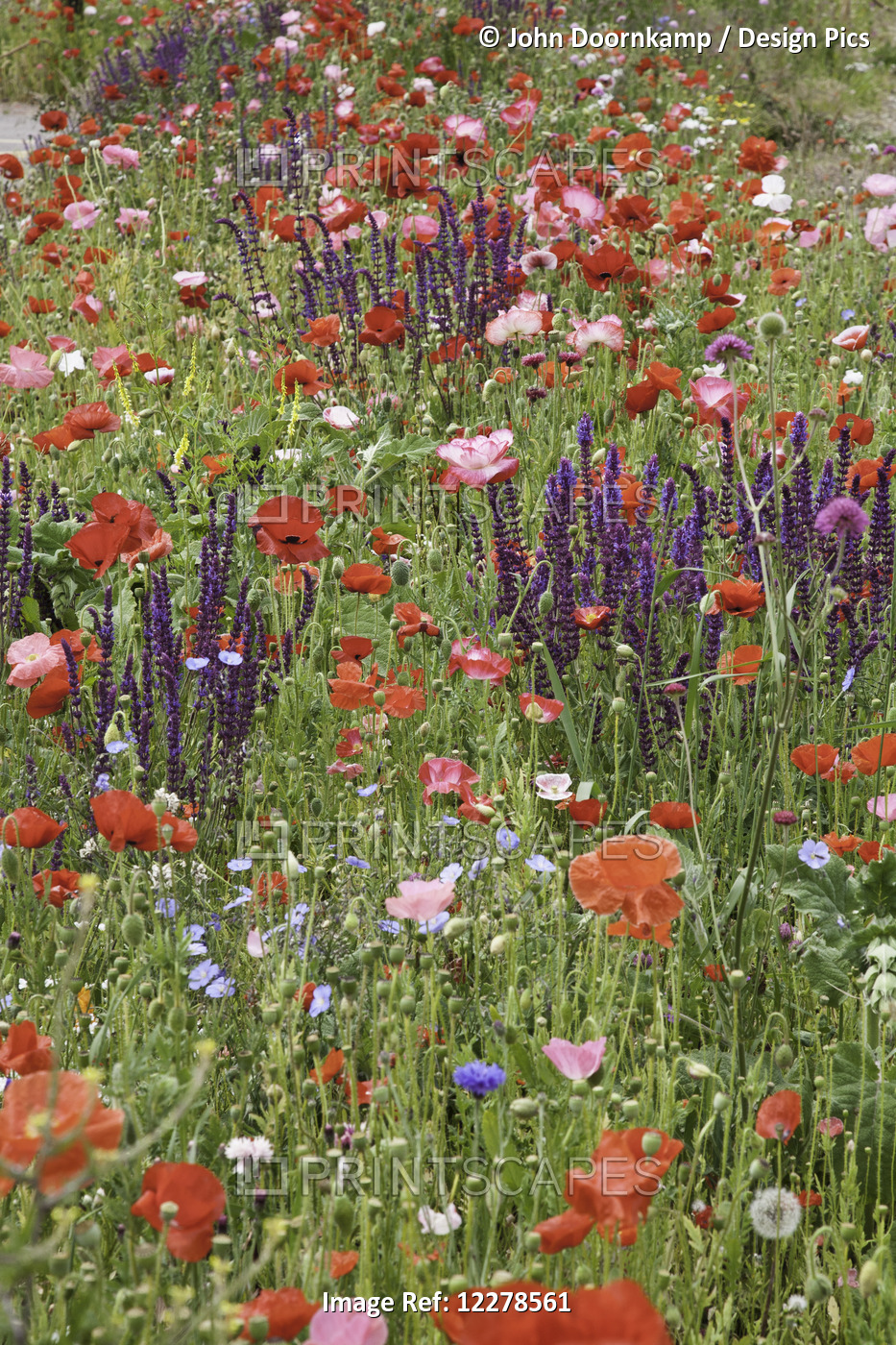 Colourful Wildflowers In A Field; Melk, Austria