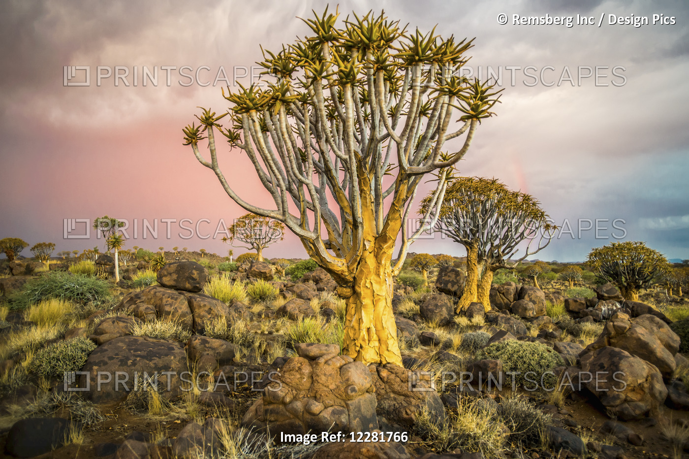 Quiver Tree (Aloe Dichotoma) Forest In The Playground Of The Giants; ...