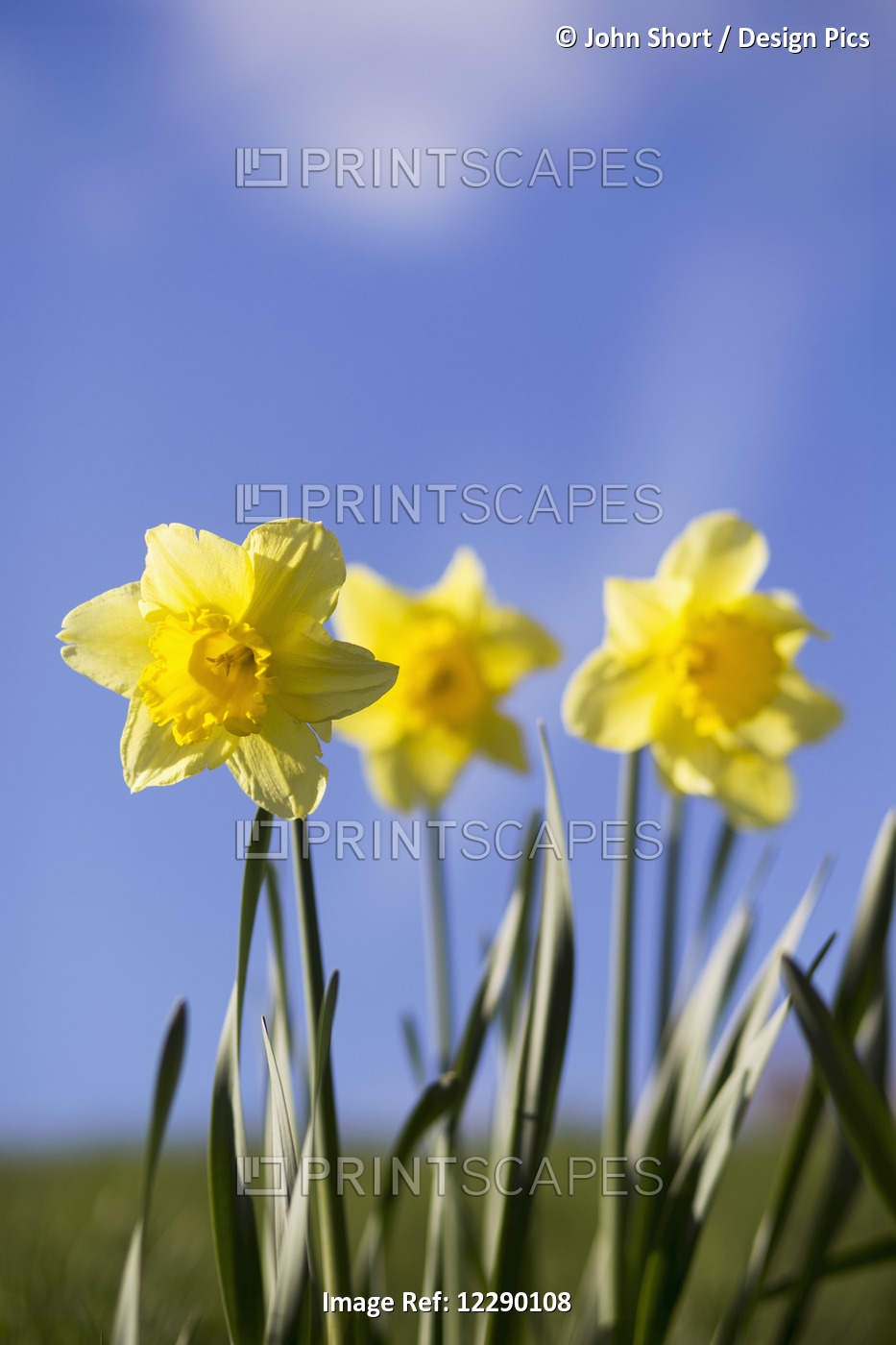 Yellow Daffodils In Bloom Against A Blue Sky; Yorkshire Dales, England