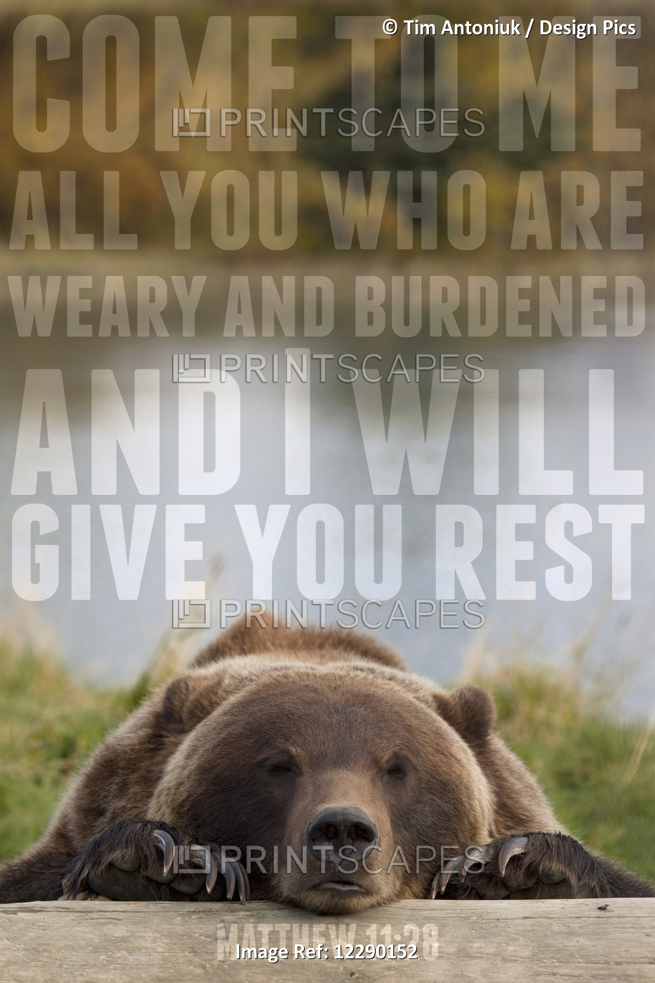 Image Of A Bear Resting It's Head On A Log With A Scripture From Matthew 11:28