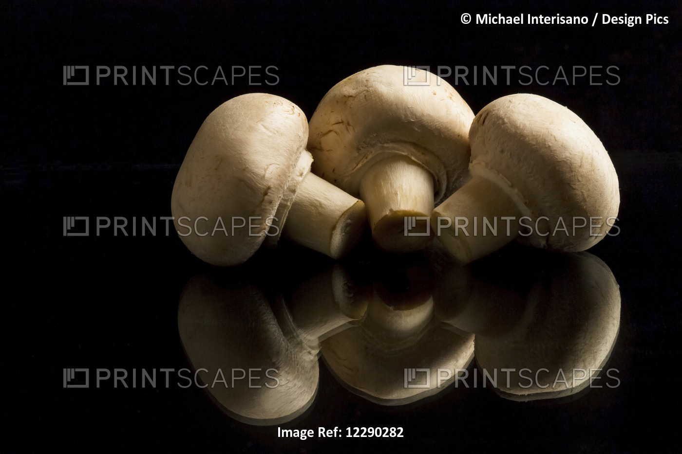Three Button Mushrooms Backlit And Reflecting On Black Foreground And ...