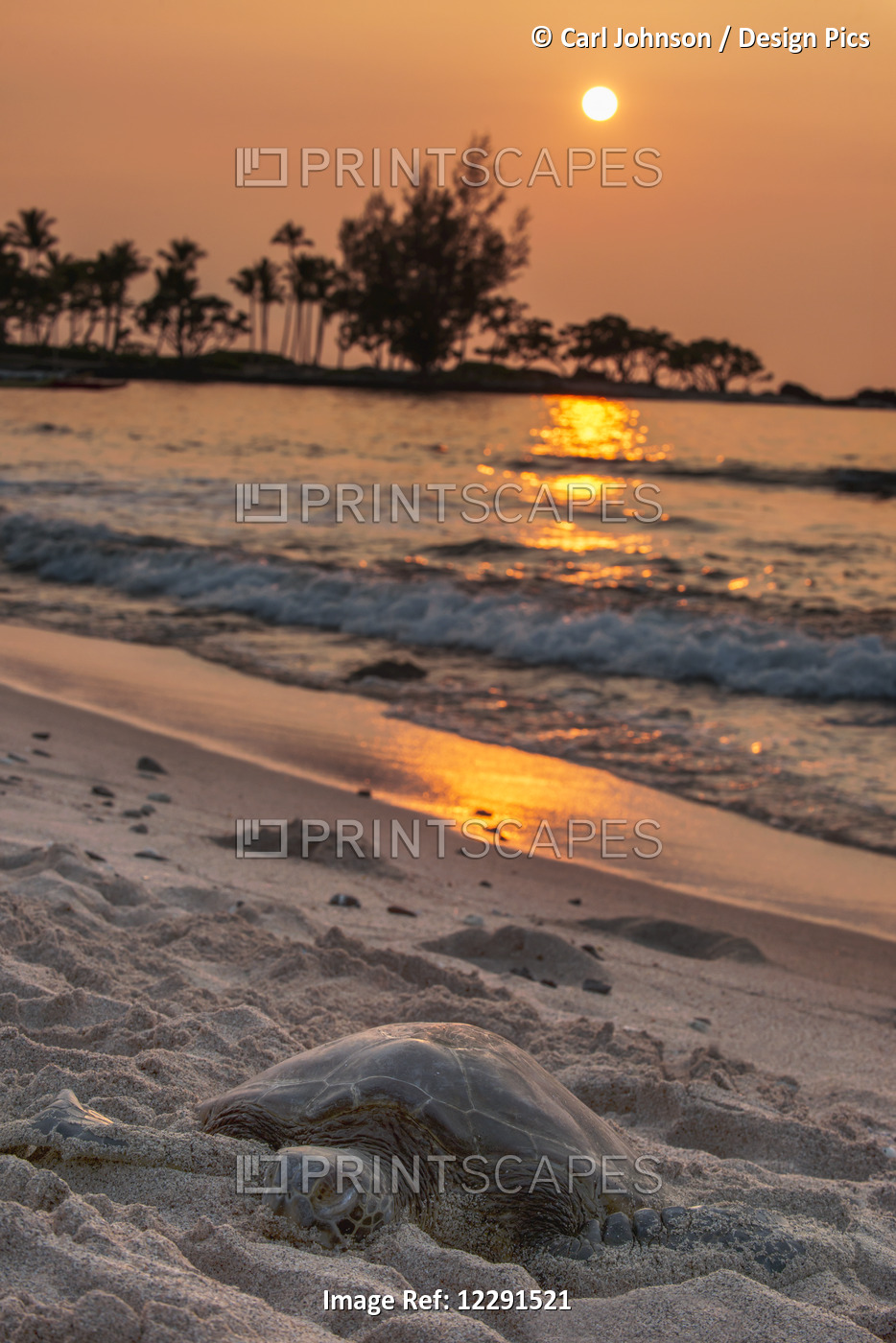 A Sea Turtle Rests On The Beach At Sunset Near Kailua-Kona; Island Of Hawaii, ...