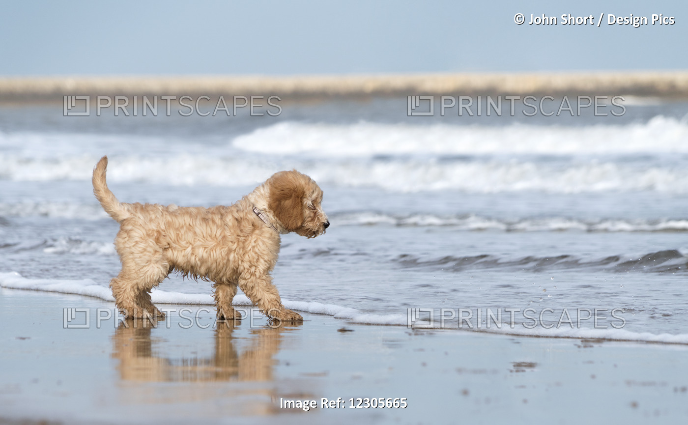 A Dog Stands On The Beach At The Edge Of The Surf; South Shields, Tyne And ...