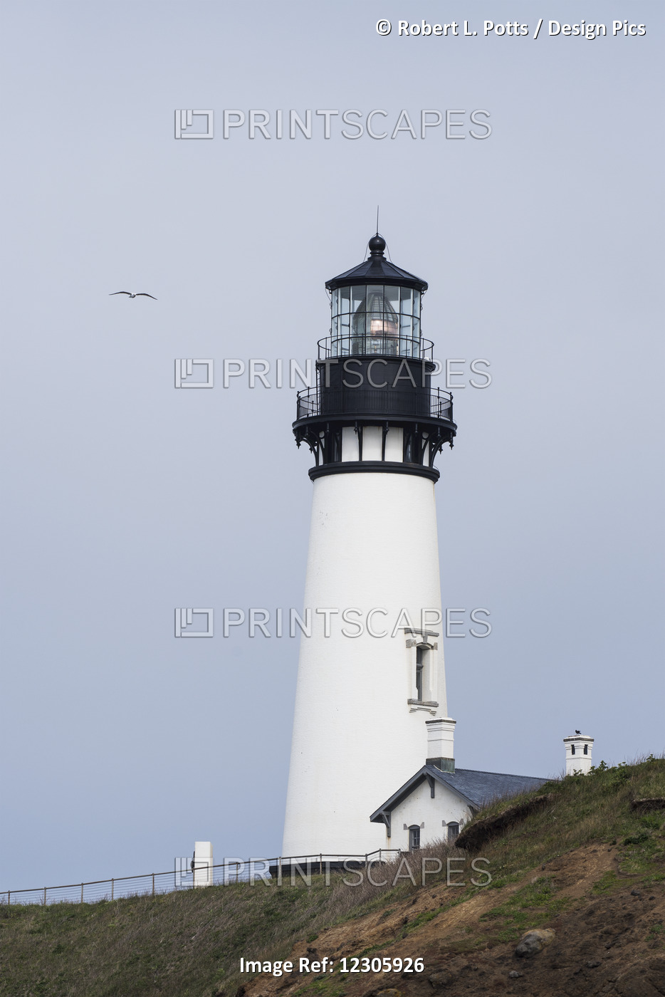 A Gull Flies Past The Lighthouse At Yaquina Head; Newport, Oregon, United ...