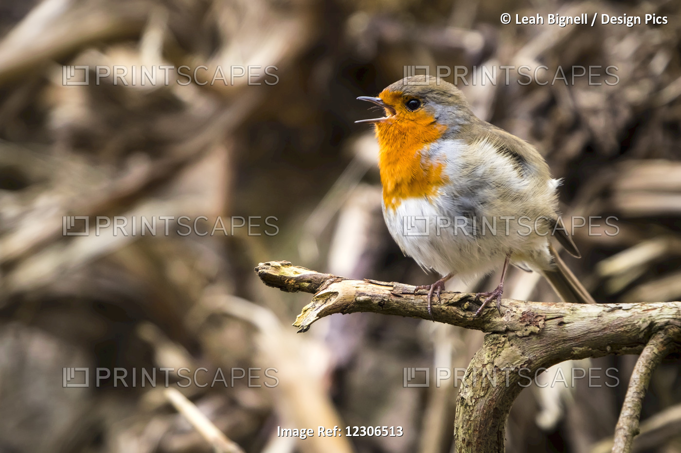 European Robin (Erithacus Rubecula) Singing; Blarney, Munster, Ireland