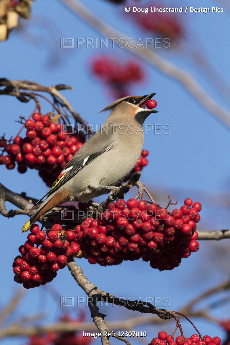 Bohemian Waxwing (Bombycilla Garrulus) Feeds On Mountain Ash Tree Berries In ...