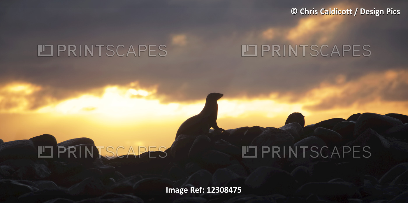 Sea Lion On Rocky Promontory Silhouetted Against A Golden Sunset