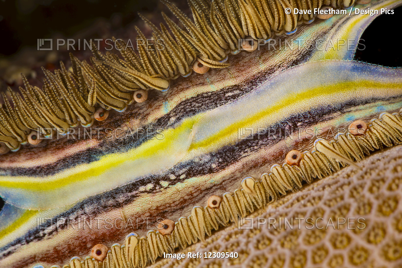 The Brightly Colored Mantle And Rows Of Tiny Eyes Make The Coral-Boring Scallop ...