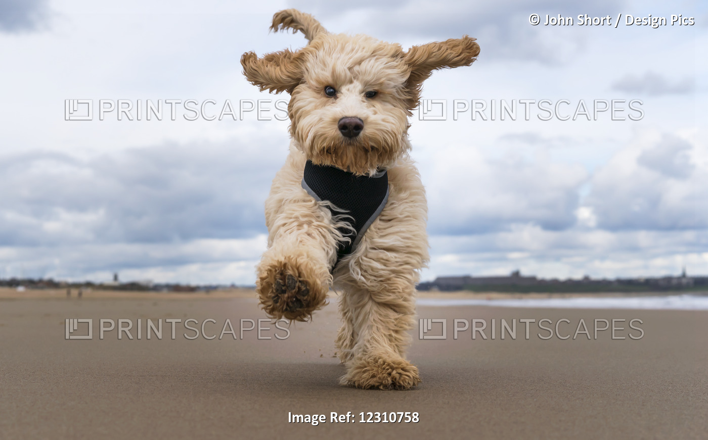 A Cockapoo Running Towards The Camera On A Beach; South Shields, Tyne And Wear, ...