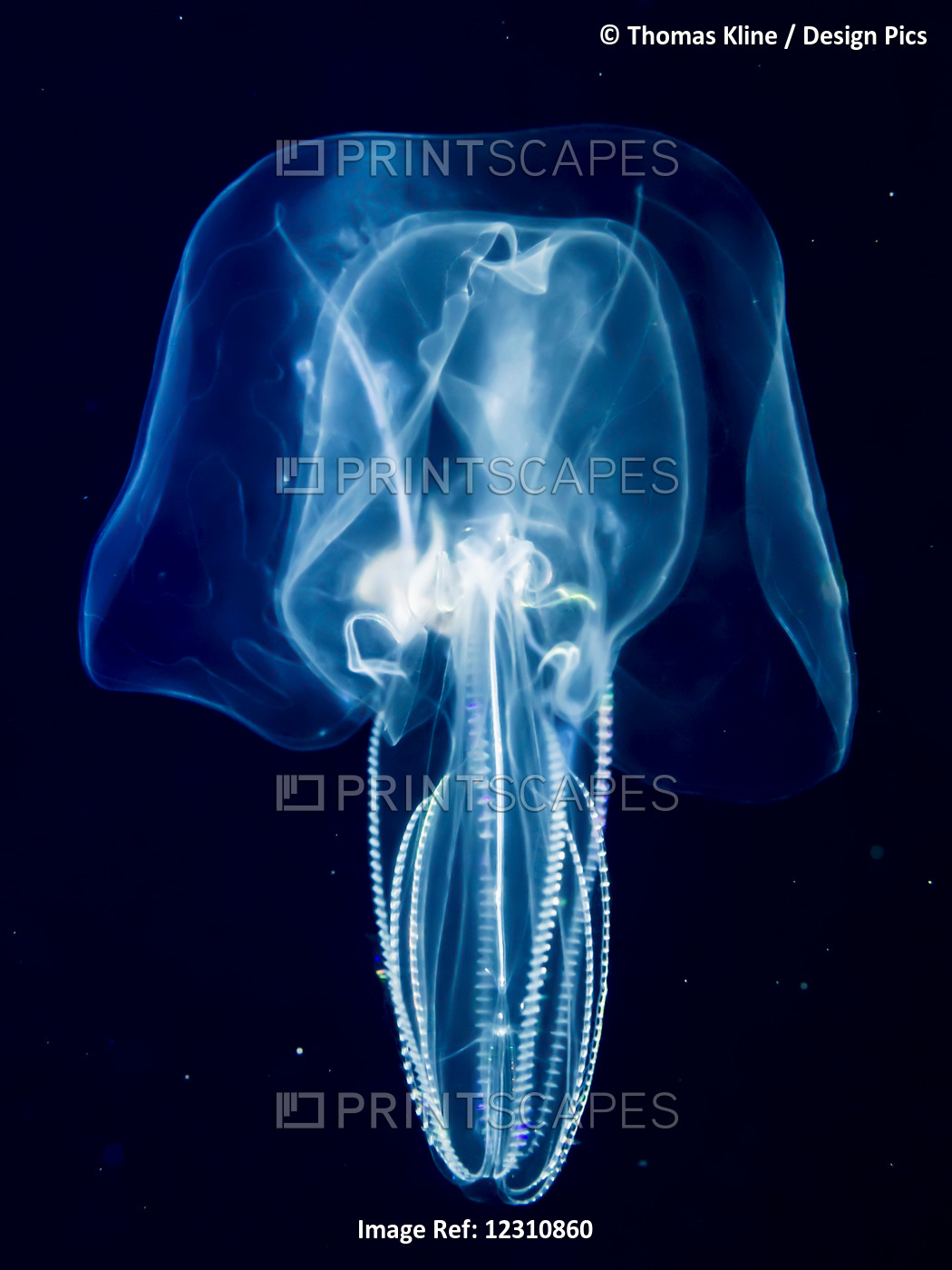 Bolinopsid Comb Jelly (Ctenophore) That Was Photographed Several Miles Offshore ...