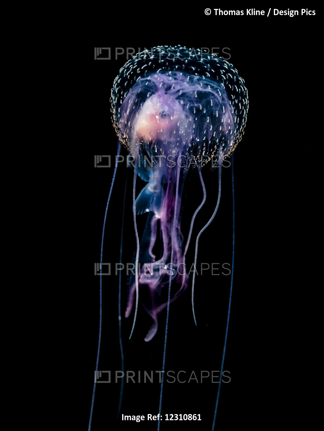 Jellyfish (Pelagia Noctiluca) With Fish Prey Photographed During A Blackwater ...