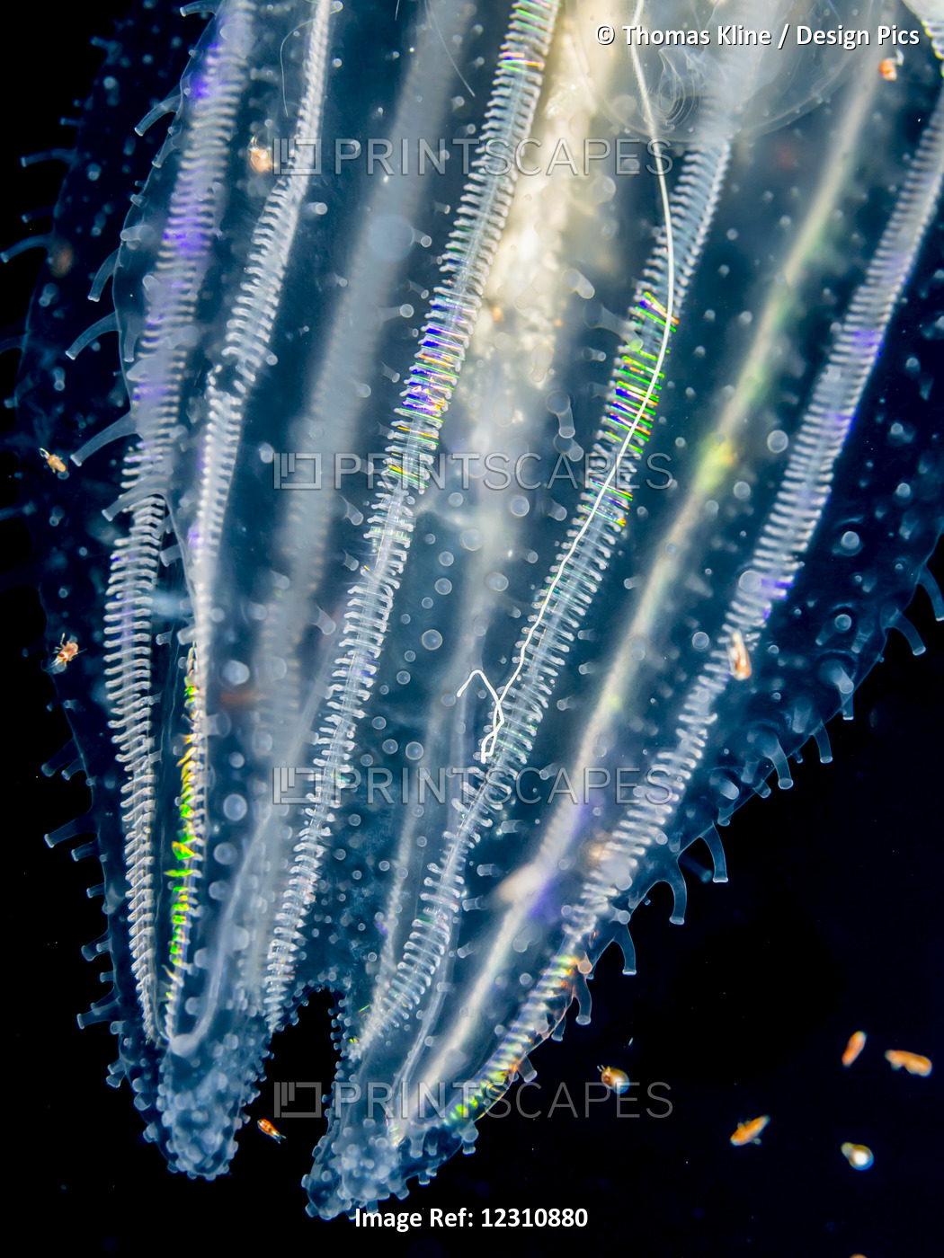 Lobate Ctenophore Or Comb Jelly (Leucothea Multicornis) That Was Photographed ...