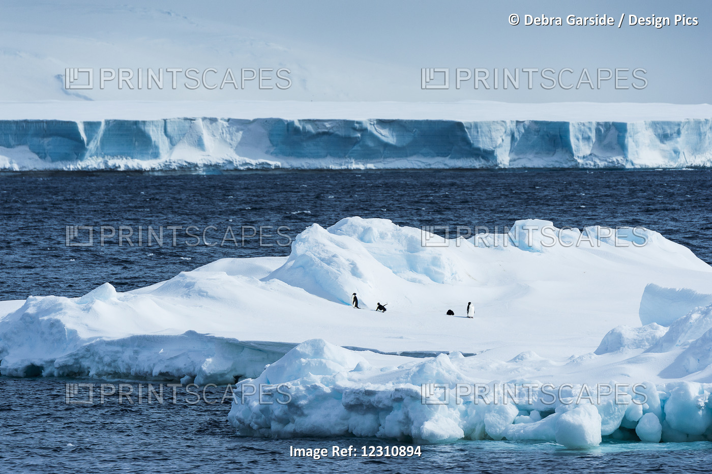 Penguins On An Iceberg; Antarctica