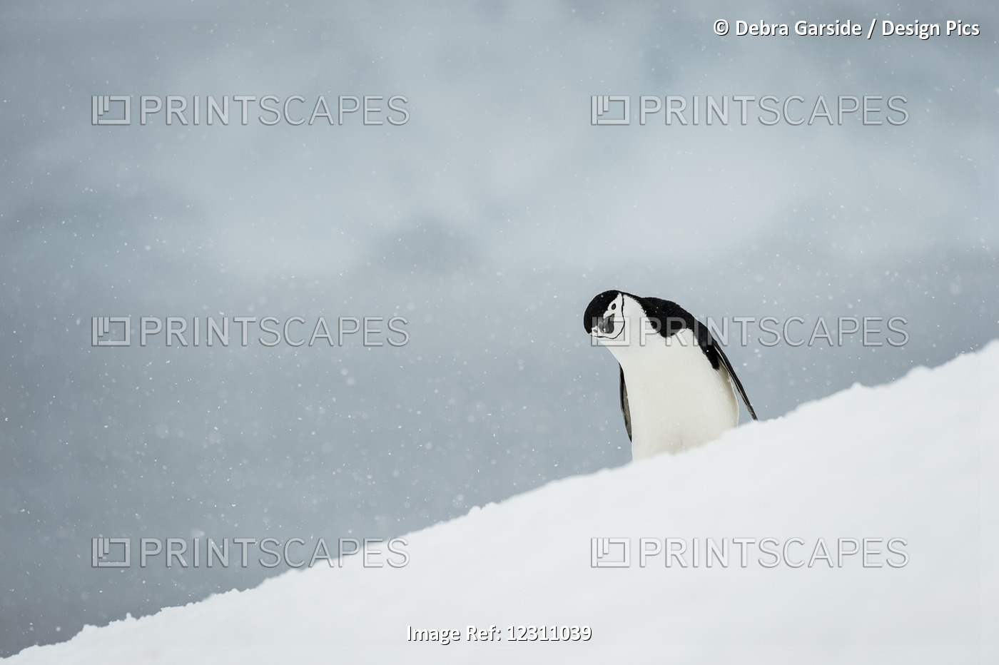 Chinstrap Penguin (Pygoscelis Antarctica) With It's Head Cocked To The Side; ...