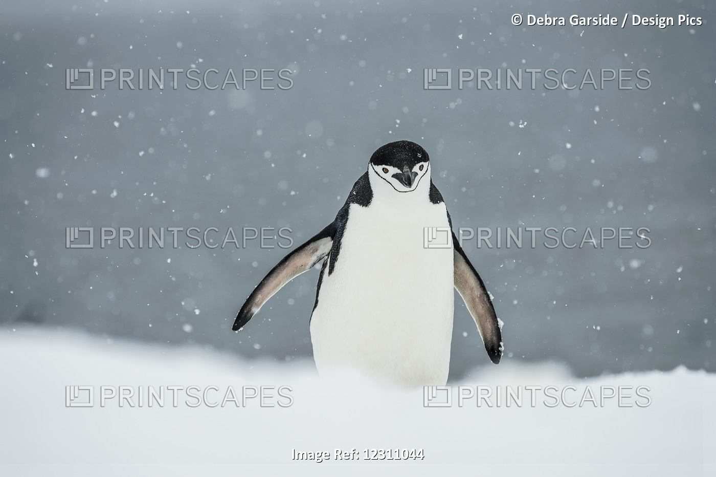 Chinstrap Penguin (Pygoscelis Antarctica) In A Snowfall; Half Moon Island, ...