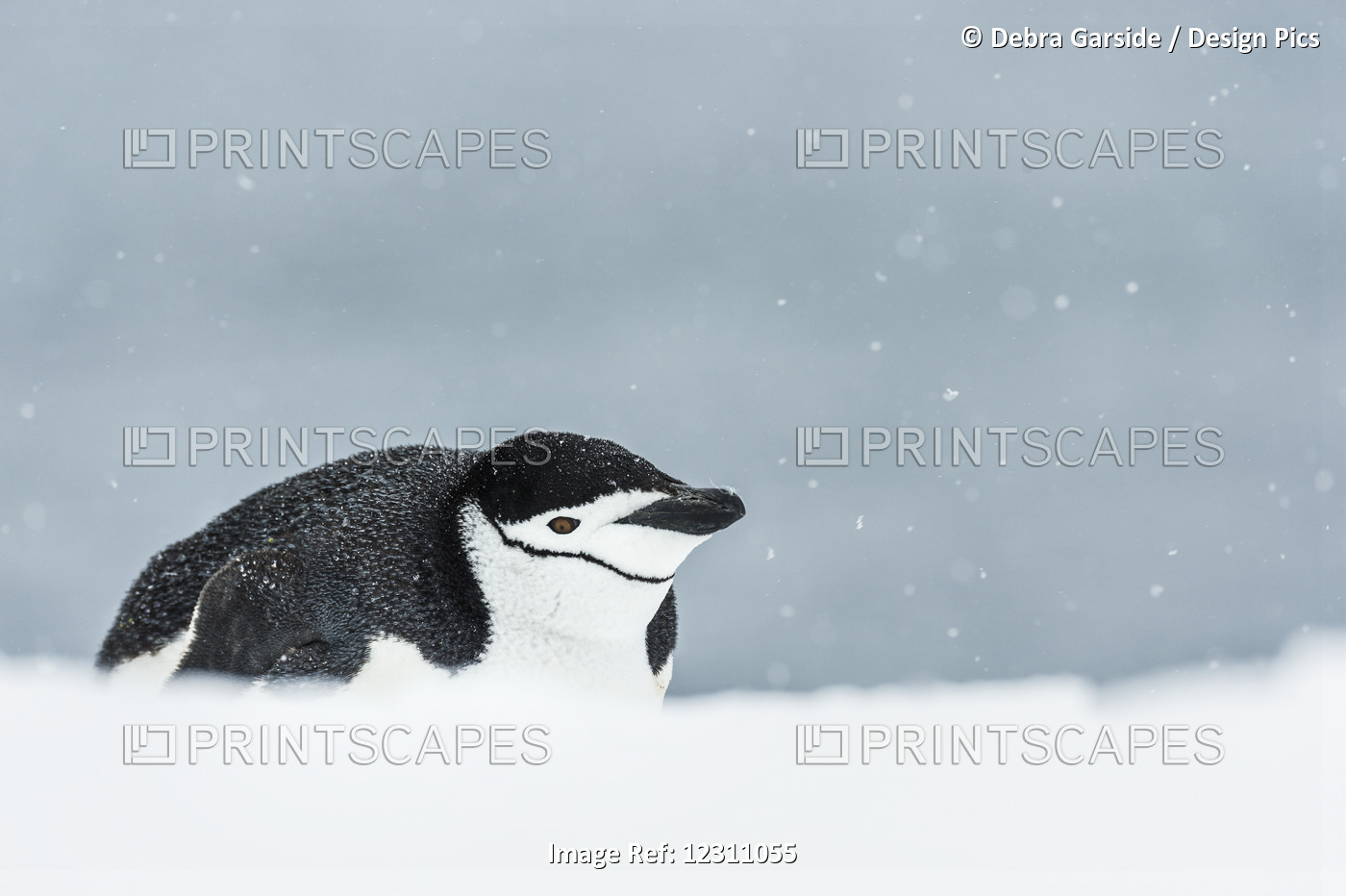 Chinstrap Penguin (Pygoscelis Antarctica) On Belly; Half Moon Island, South ...