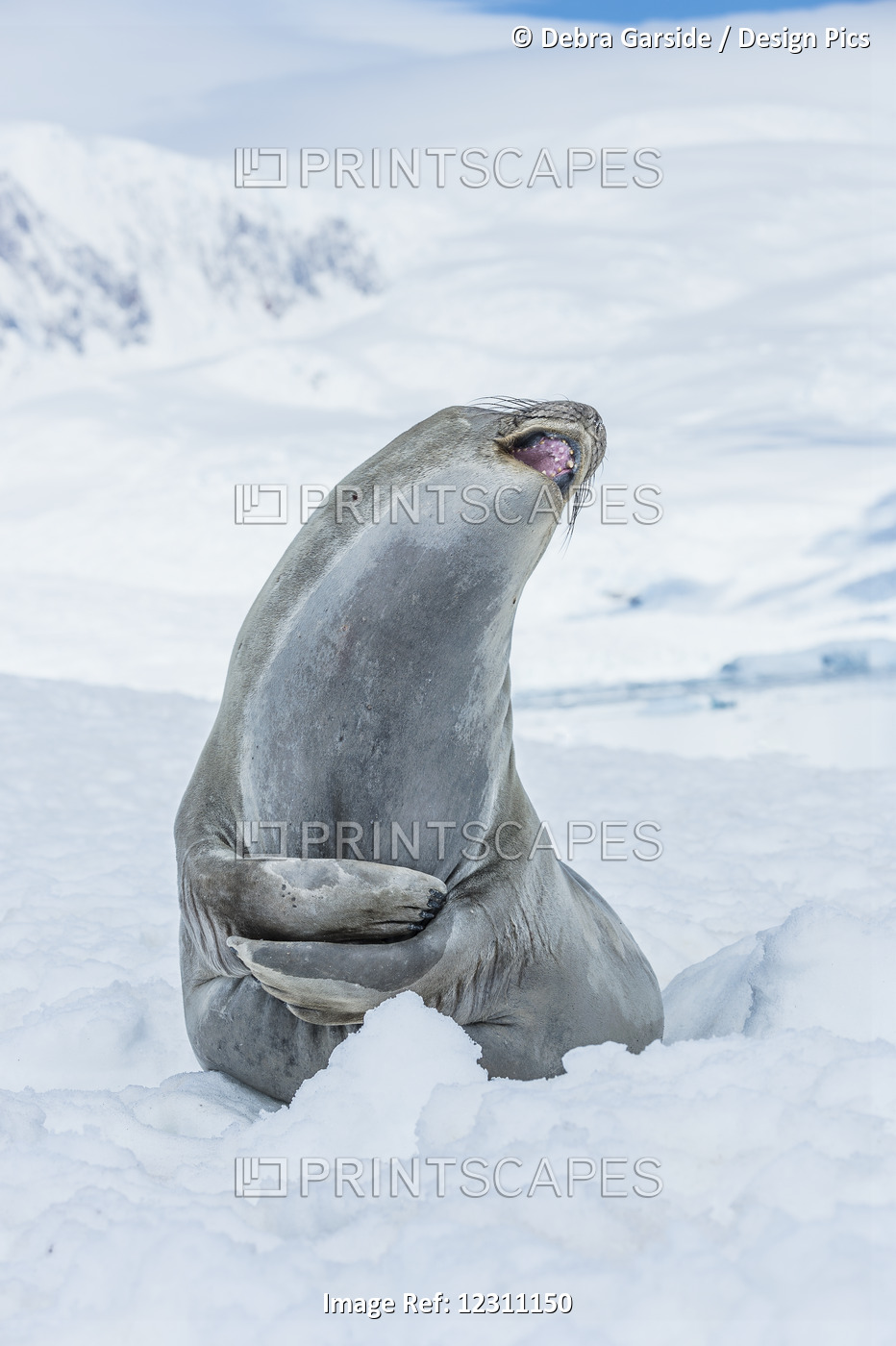 Southern Elephant Seal (Mirounga Leonina) Looking Up With Mouth Open, Neko ...