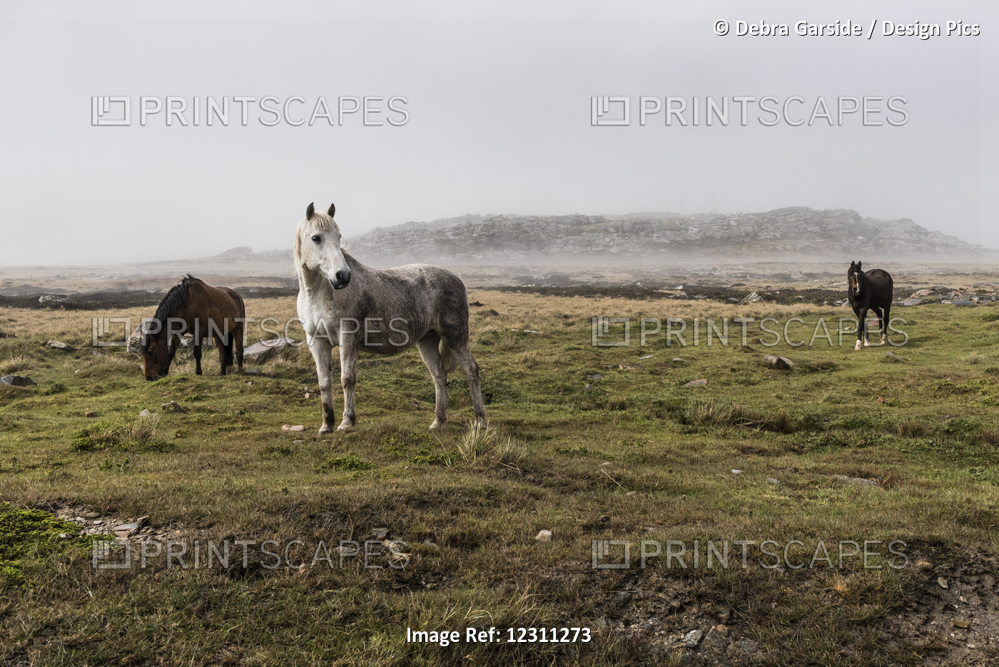 Wild Horses Standing In A Foggy Field