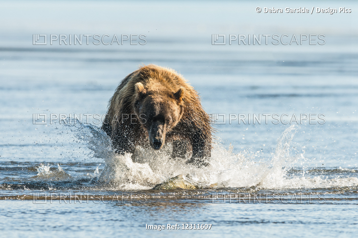 Brown Bear (Ursus Arctos) Chasing Fish, Katmai National Park; Alaska, United ...