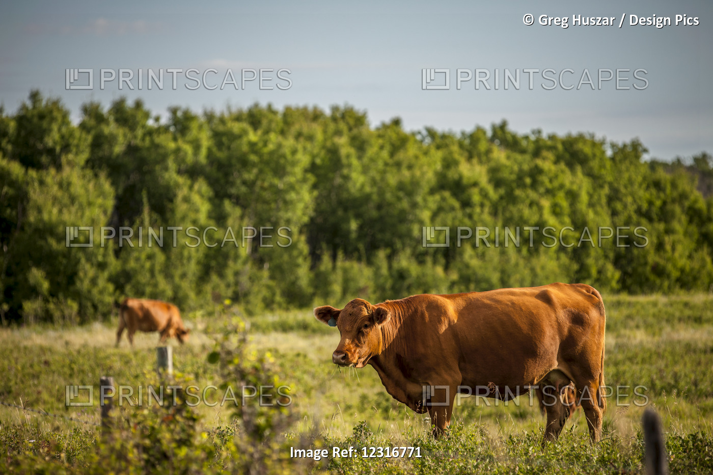 Brown Cows In A Pasture With A Forest On The Edge; Saskatchewan, Canada