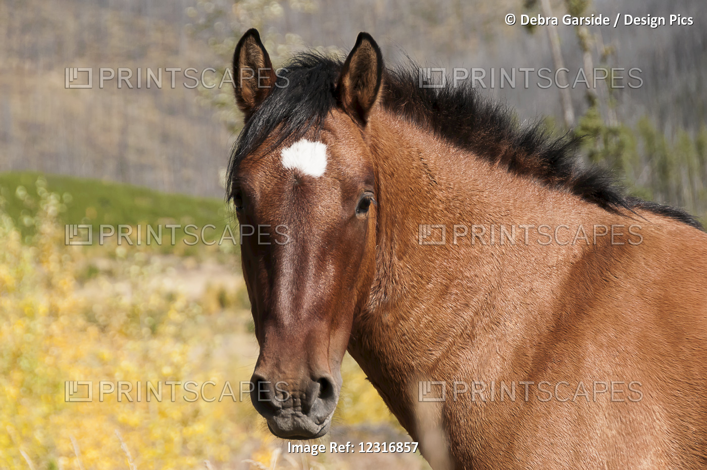 Portrait Of A Wild Horse; Alberta, Canada