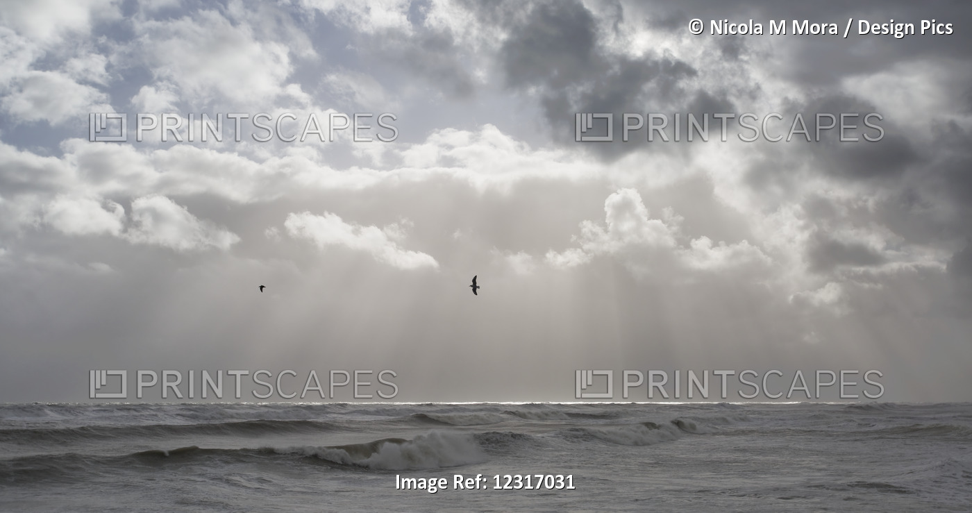 Sunset Rays Fall Over The Sea With Birds In Flight; Greymouth, South Island, ...