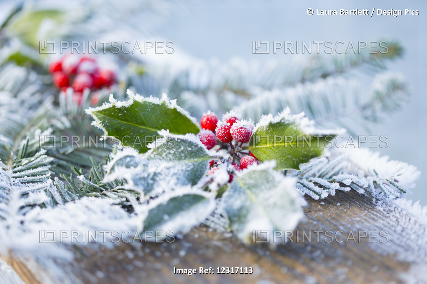 A Holly Branch With Berries And Fir Boughs Covered In Frost On A Wooden Board ...