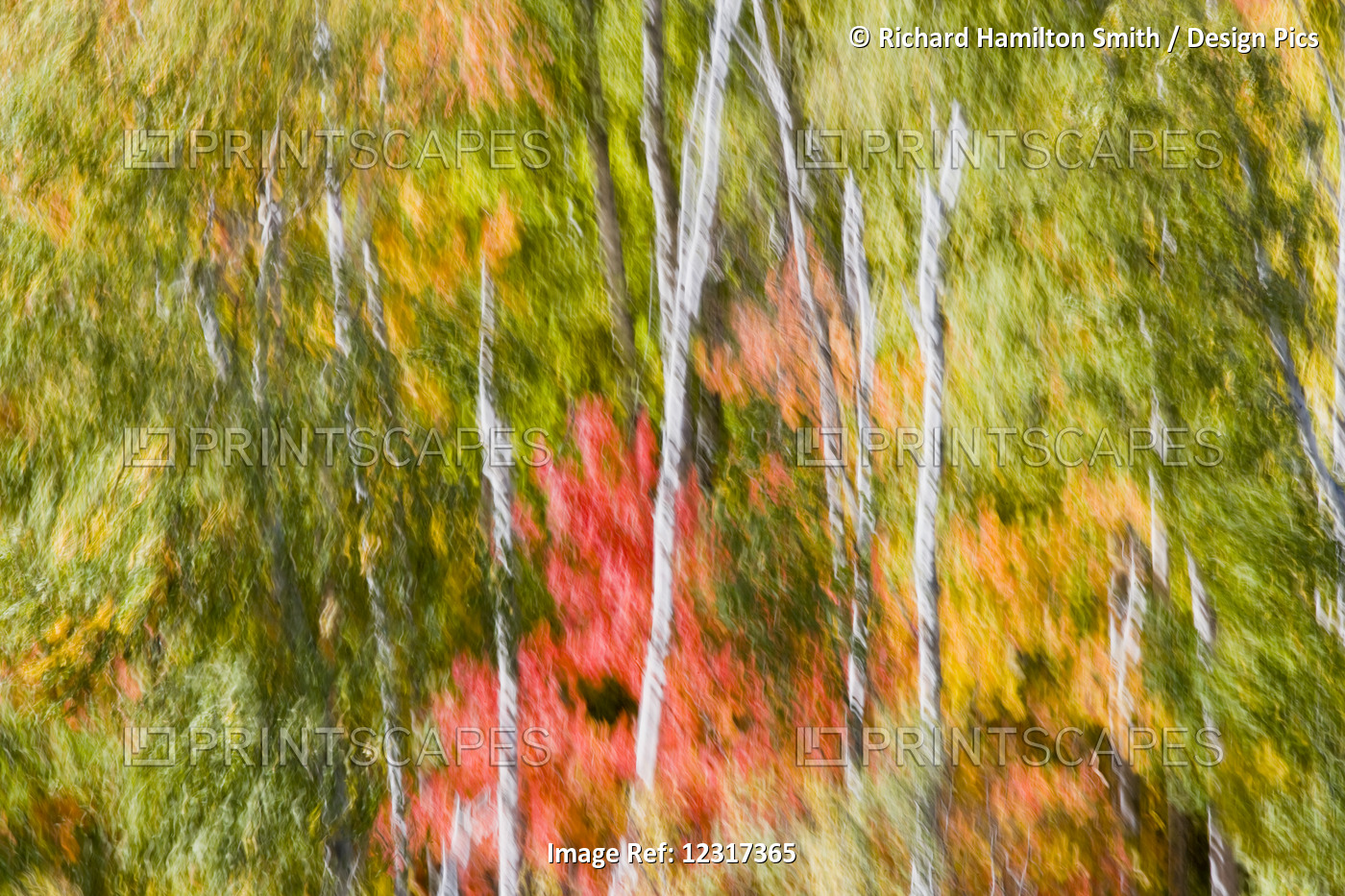 Motion Blur Of High Winds In A Fall Forest Near Carlton Peak In Temperance ...