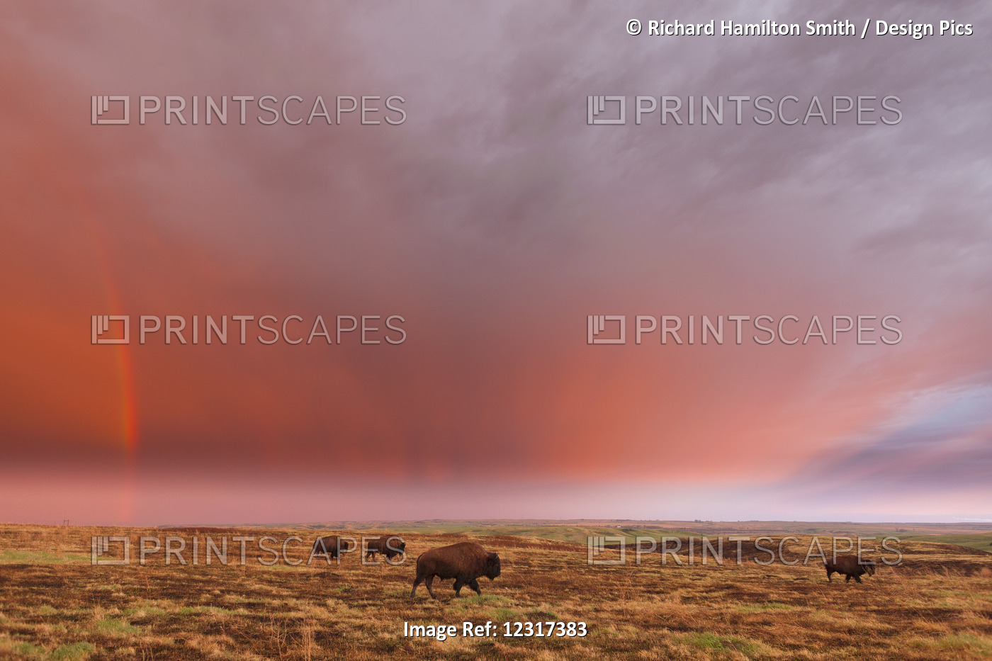 American Bison (Bison Bison) And Rainbow After The Storm At Cross Ranch ...