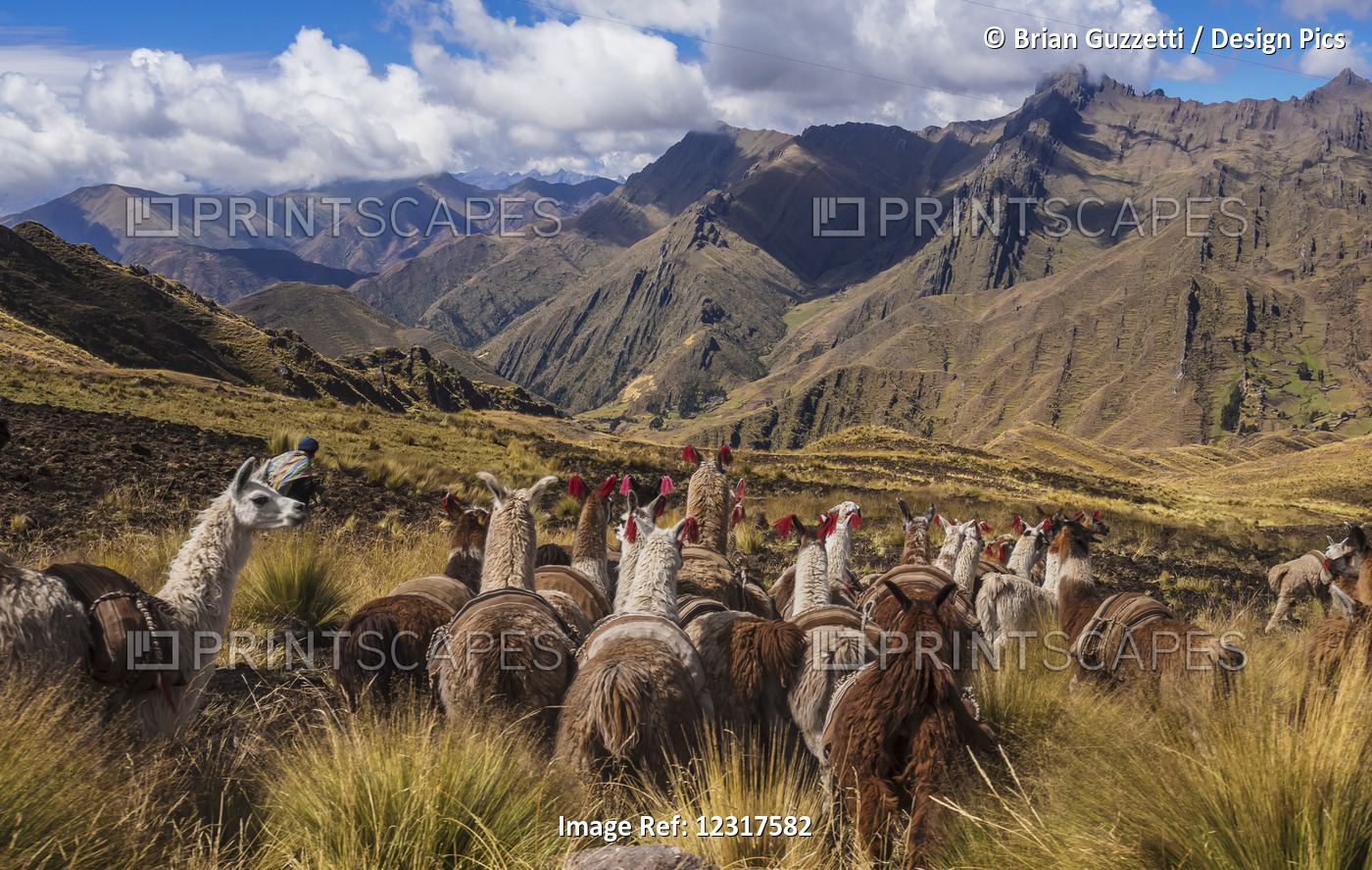 Llamas (Llama Glama) And Their Keeper Make Their Way Through The Foothills Of ...