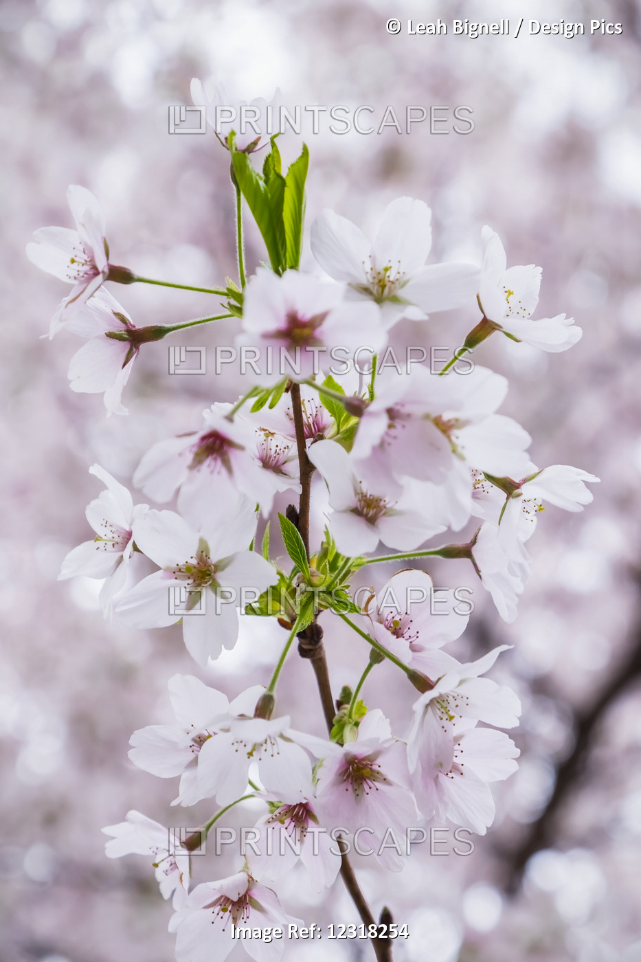 Hampstead Blossoms