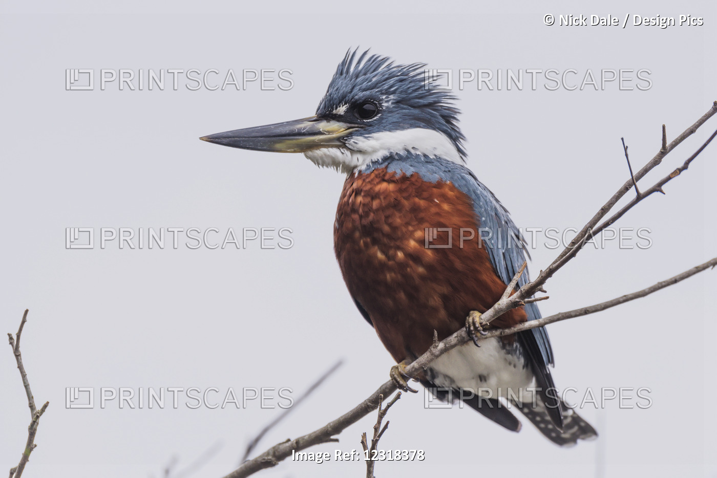 Ringed Kingfisher (Megaceryle Torquata) Perched On Branch Facing Left; Mato ...