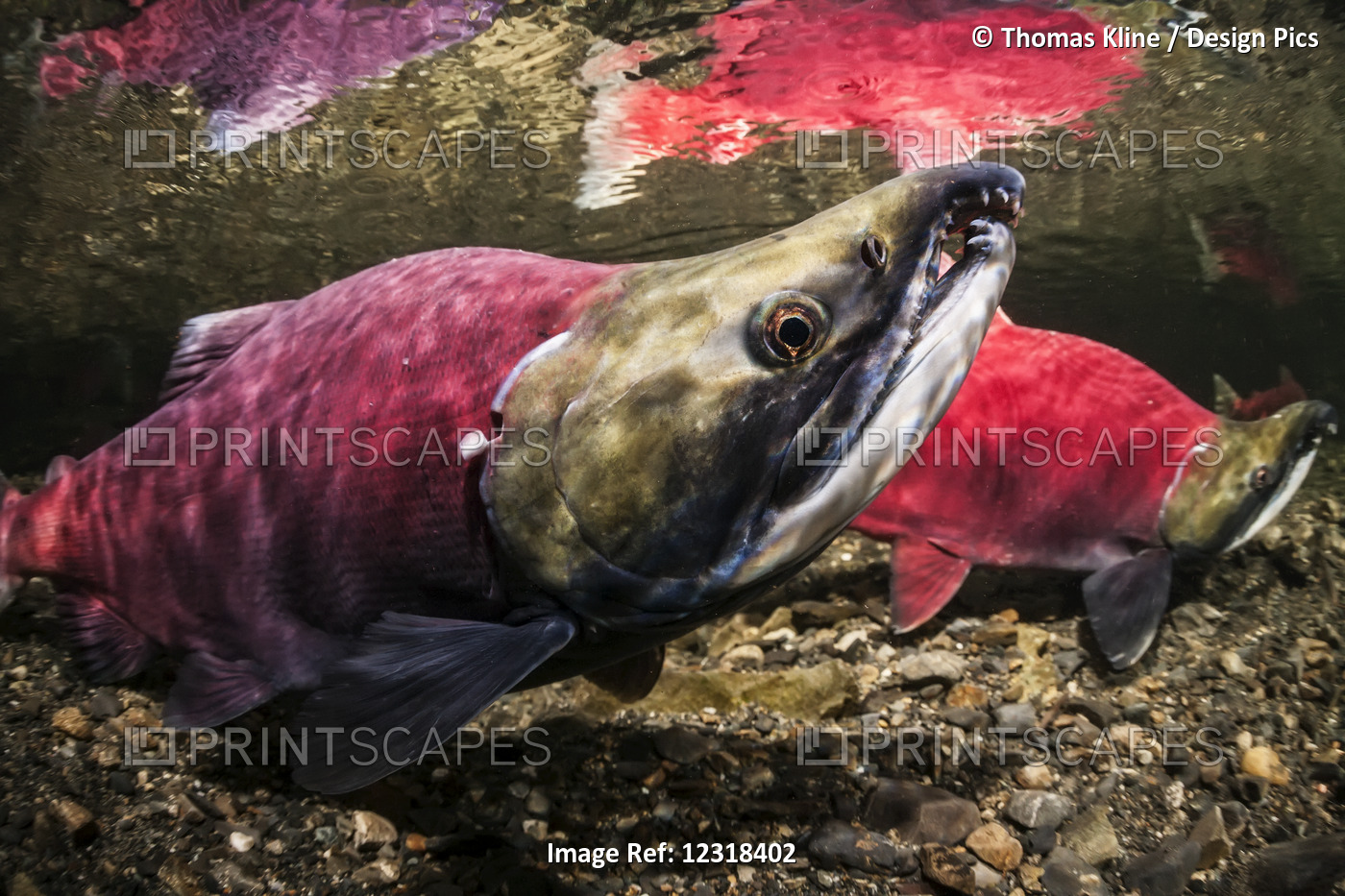 Underwater View Of A Male Sockeye Salmon (Oncorhynchus nerka) In Power Creek ...