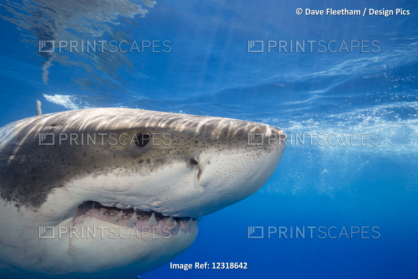Great White Shark (Carcharodon Carcharias); Guadalupe Island, Mexico