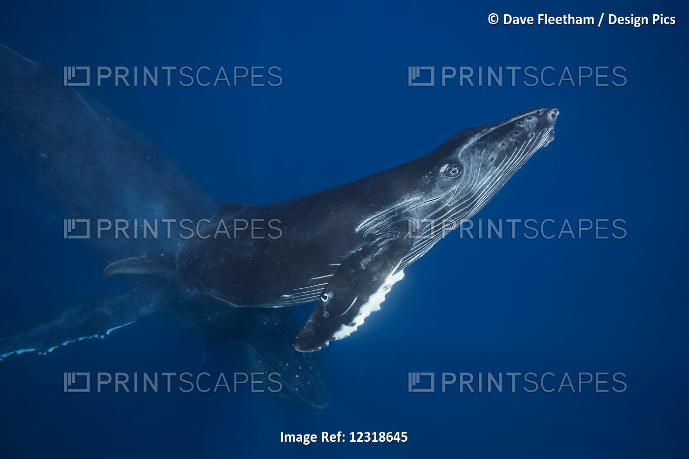 A Mother And Calf Pair Of Humpback Whales (Megaptera Novaeangliae) Off The ...