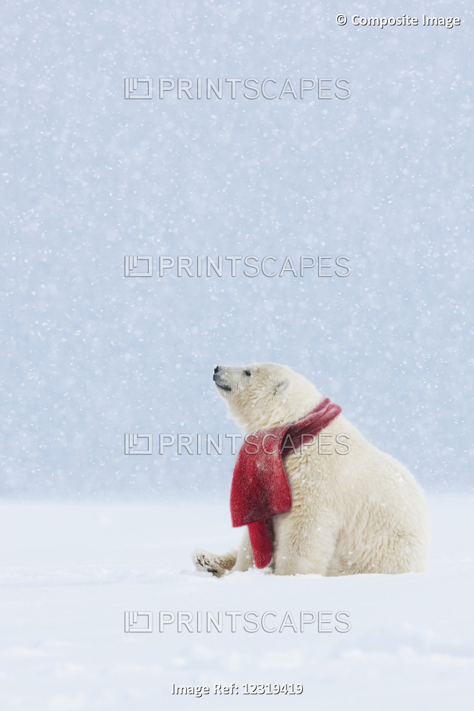 Composite: Polar Bear With Red Scarf Sitting In A Snowstorm
