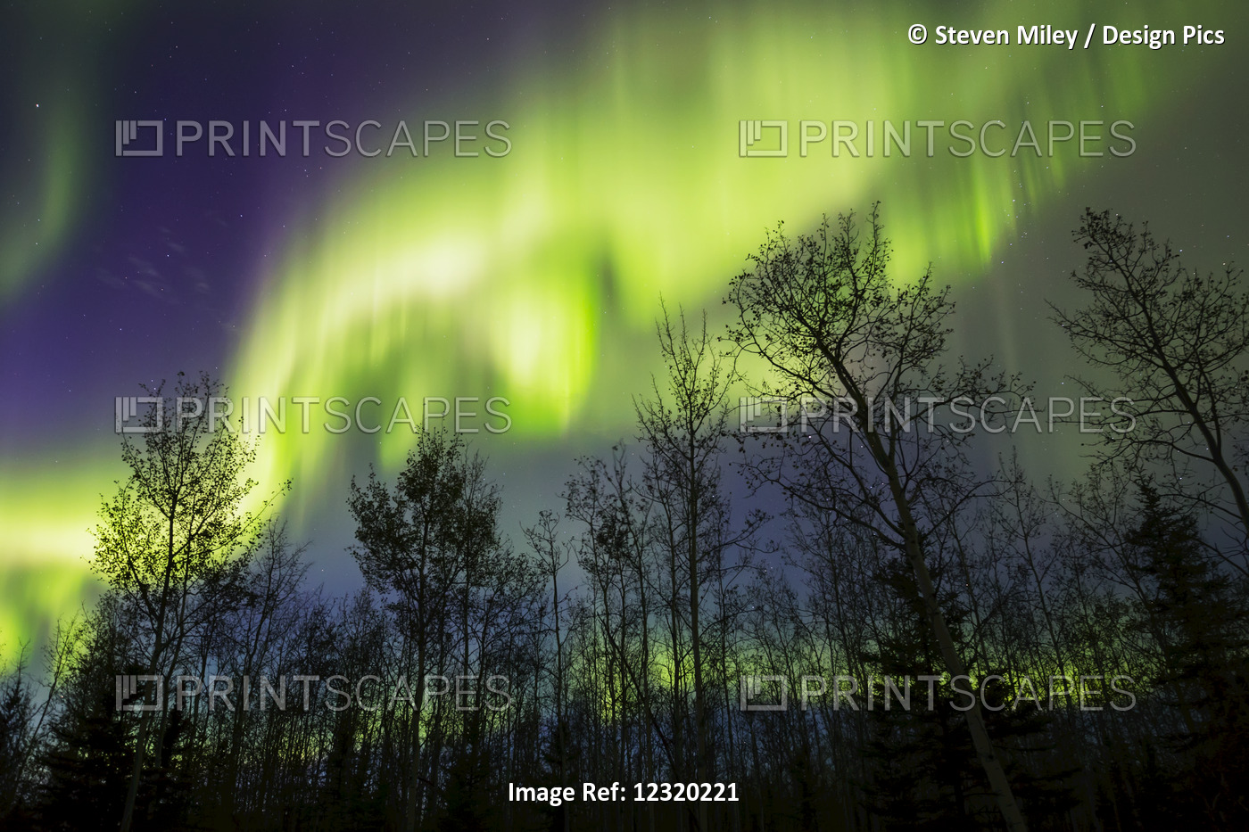 Aurora Borealis Over Silhouetted Trees; Alaska, United States Of America