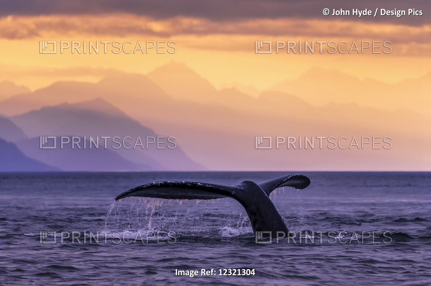Humpback Whale (Megaptera Novaeangliae) At Sunset, Lynn Canal, Chilkat ...
