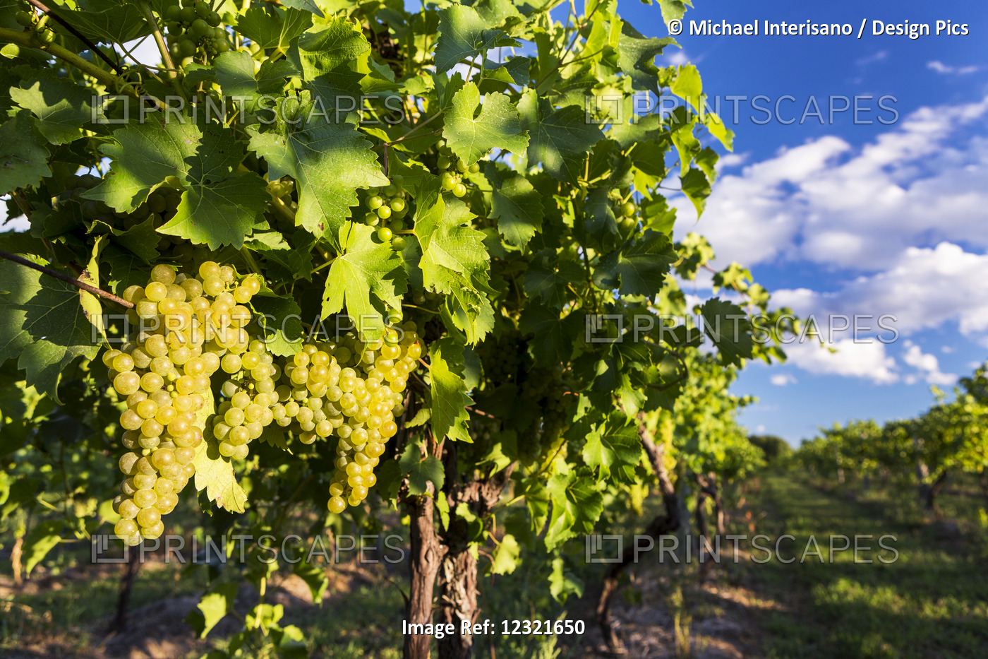 Rows Of Grape Vines With White Grapes Highlighted By The Sun Hanging From The ...