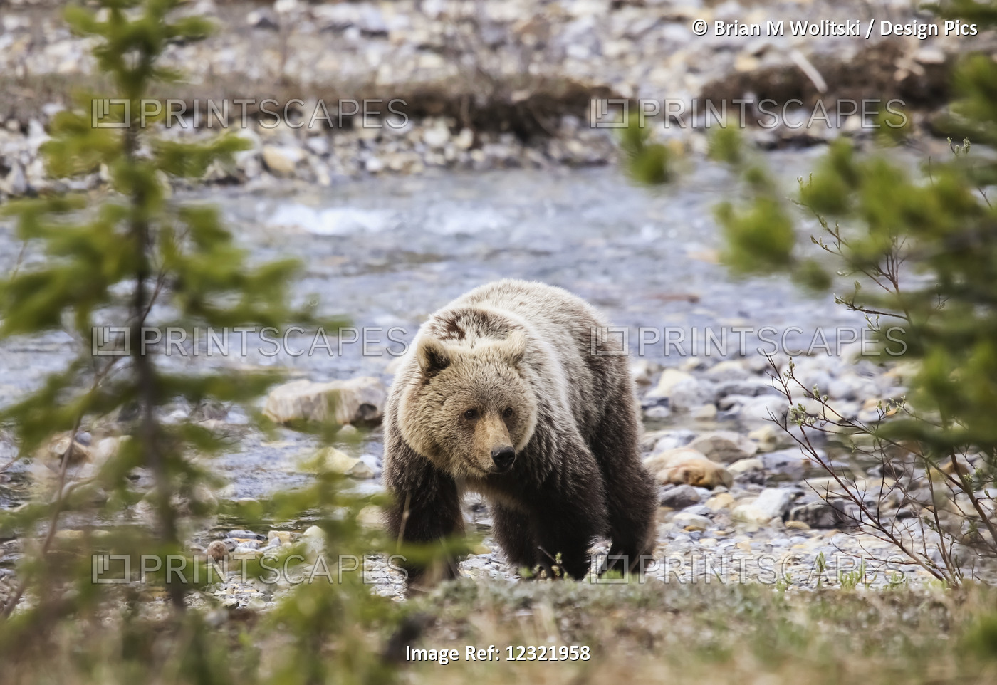 Grizzly Bear (Ursus Arctos Horribilis), Banff National Park; Alberta, Canada