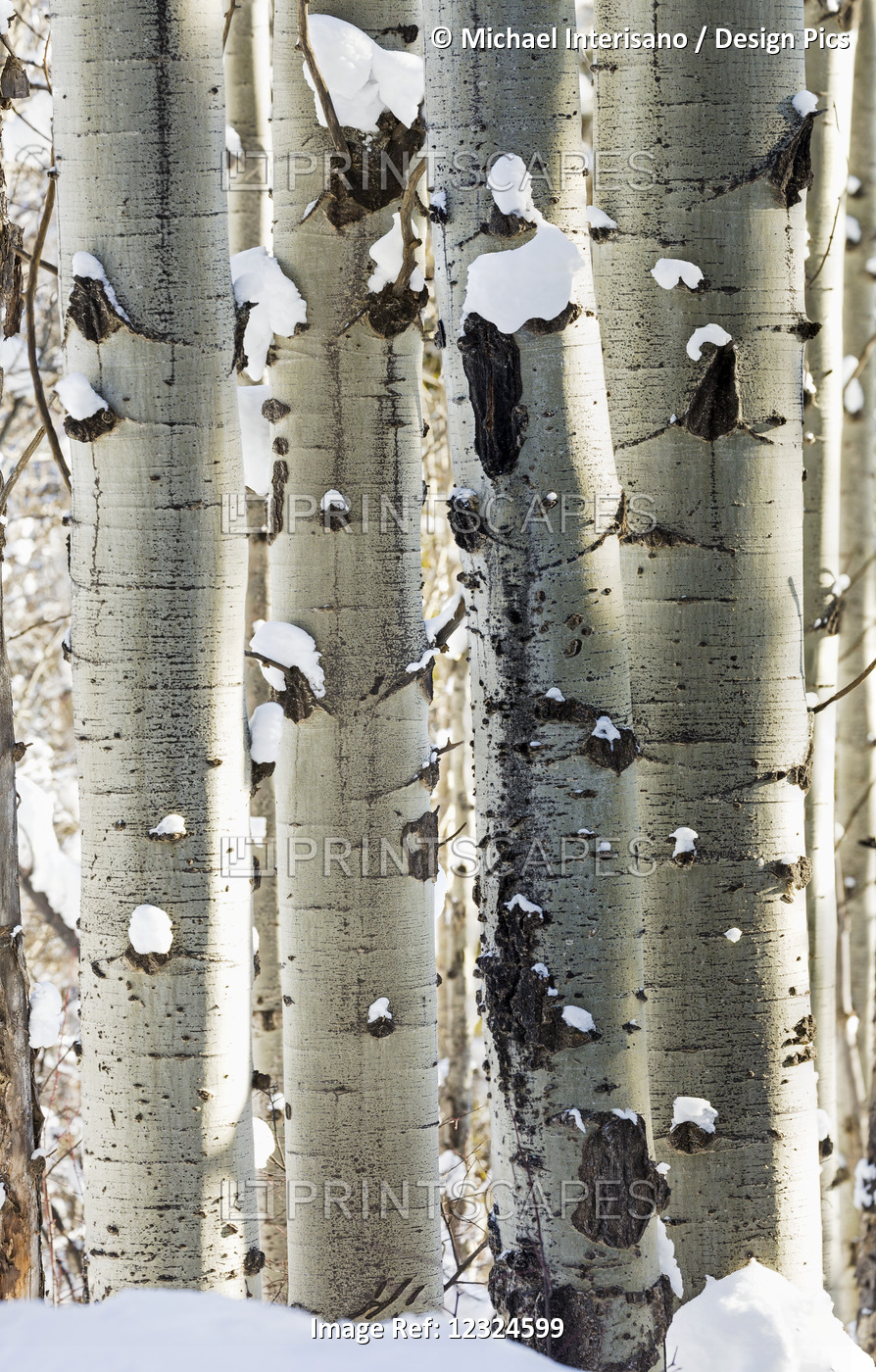 Snow Covered White Trunks Of Large Aspen Trees; Invermere, British Columbia, ...