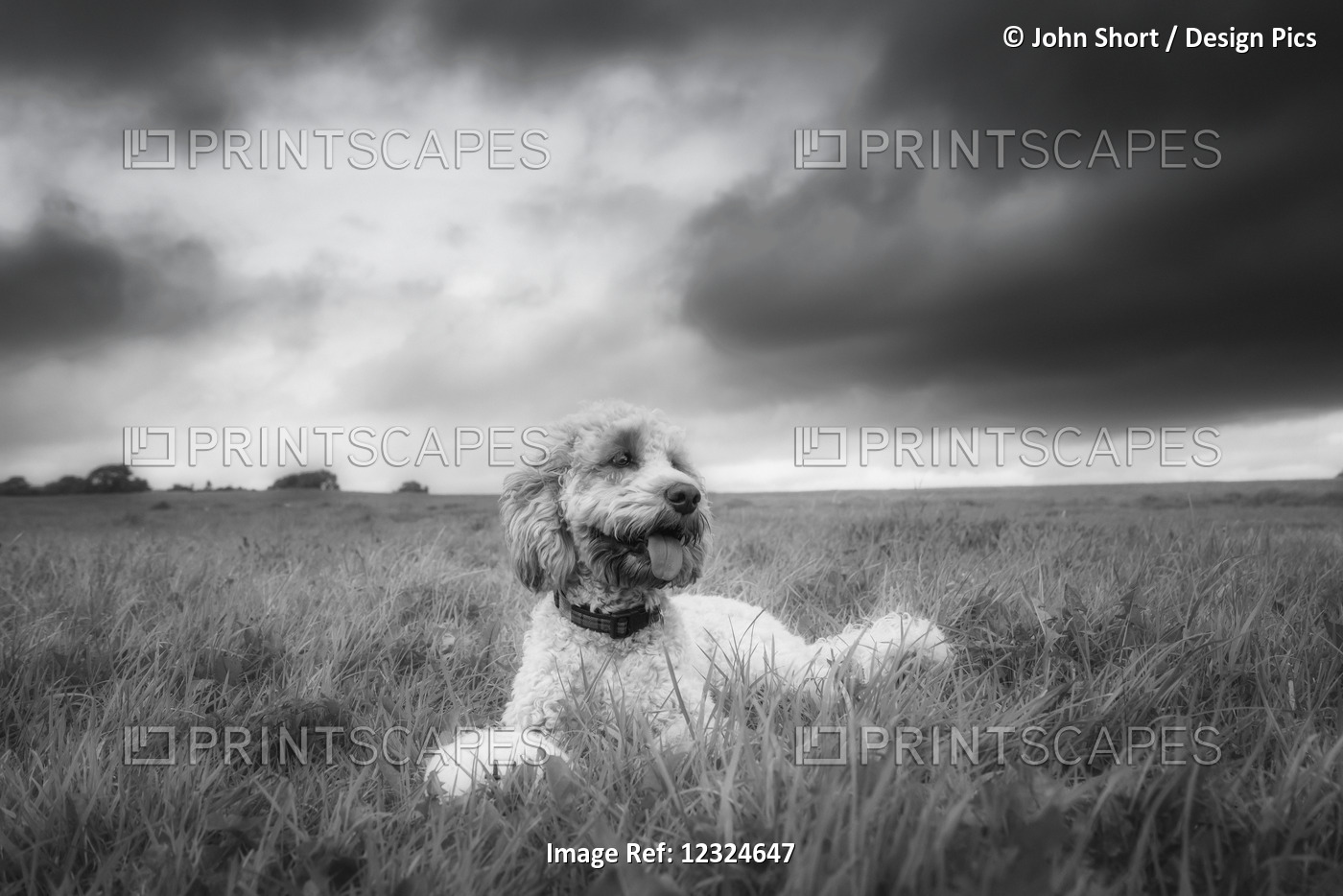 Black And White Image Of A Dog Sitting In A Grass Field Under A Cloudy Sky; ...