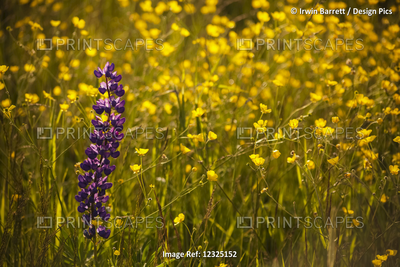 Garden Lupin (Lupinus Polyphyllus) And Buttercups (Ranunculus) In A Field At ...