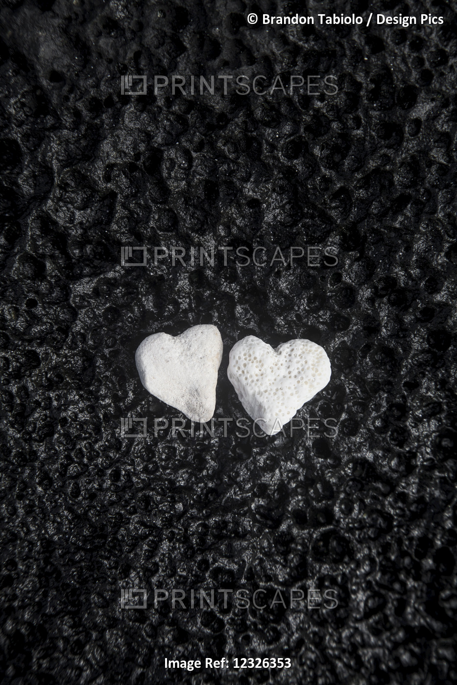 Two White Coral Heart Shaped Rocks Placed Together On A Wet Lava Rock Near The ...